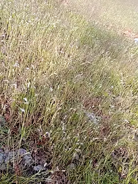 Snapshot of sexoooj chatting on October 22, 2025, 10:36 am sexoooj online show from October 22, 2025, 10:36 am