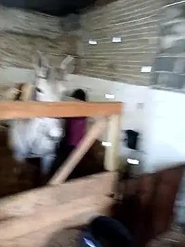 Tortuga95PL online show from February 5, 2026, 9:16 am