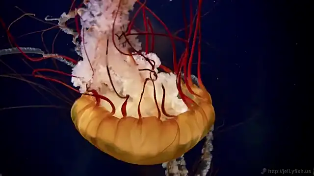 streamy test11 online show from December 14, 2025, 10:54 am