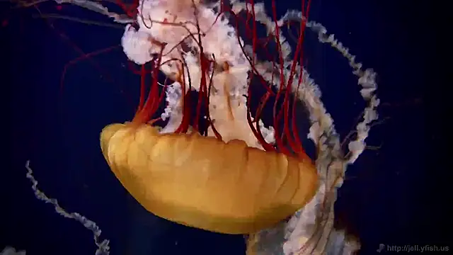 streamy test11 online show from December 15, 2025, 2:23 pm