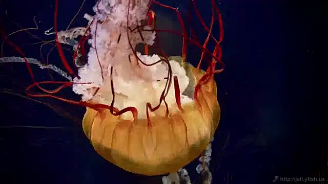 streamy test11 online show from December 3, 2024, 8:22 am