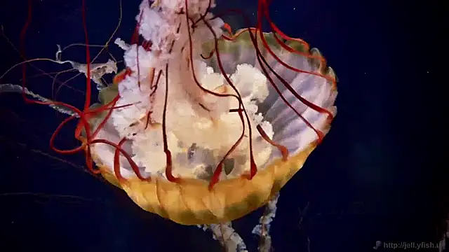 streamy test11 online show from January 23, 2025, 8:15 am