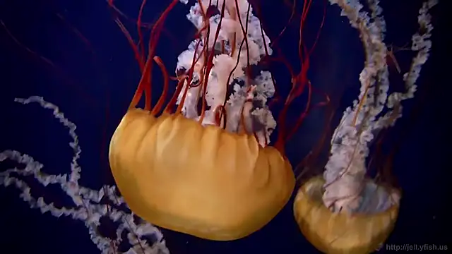 streamy test11 online show from September 24, 2025, 7:59 am