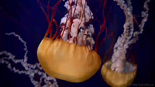 streamy test11 online show from March 31, 2026, 7:54 am