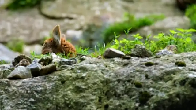 streamy test13 online show from December 18, 2025, 12:20 pm