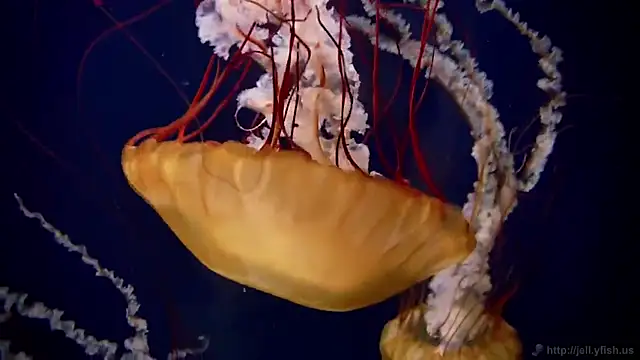 streamy test13 online show from February 3, 2025, 8:13 am