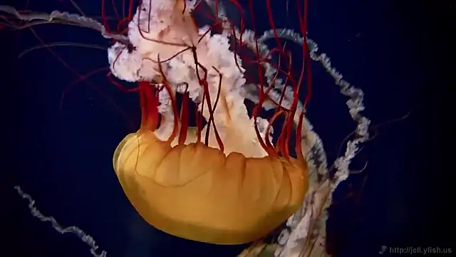 streamy test15 online show from October 2, 2025, 8:18 am