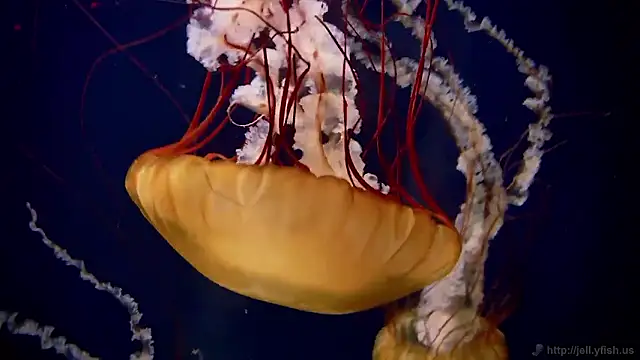 streamy test15 online show from January 14, 2026, 11:58 am