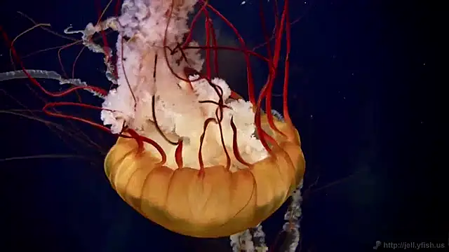 streamy test15 online show from January 8, 2025, 8:16 am