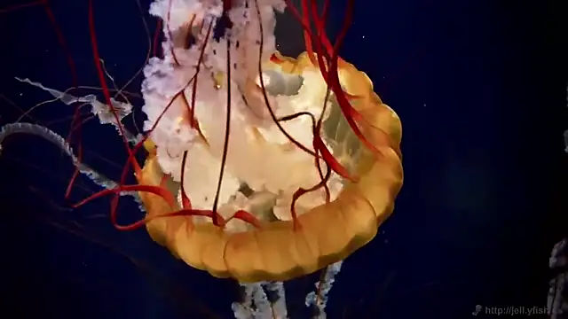 streamy test15 online show from February 4, 2026, 10:43 am