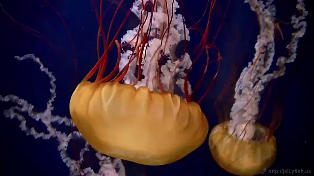 streamy test15 online show from November 13, 2025, 11:58 am