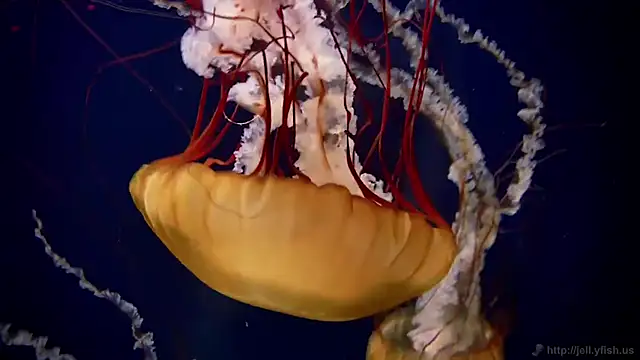 streamy test15 online show from November 12, 2025, 1:37 pm