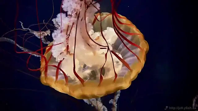 streamy test15 online show from January 20, 2025, 9:24 am