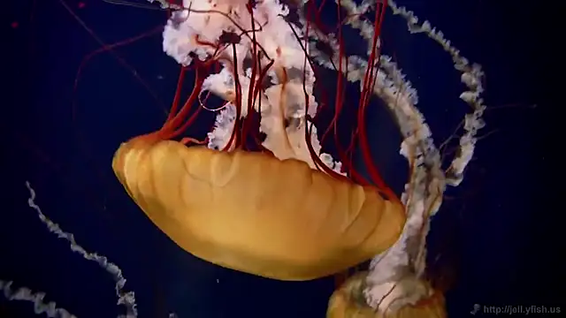 streamy test15 online show from February 25, 2026, 11:32 am