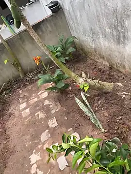 Snapshot of king_cum_ chatting on February 11, 2026, 3:12 pm king cum online show from February 11, 2026, 3:12 pm