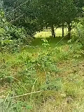 Cuervo maniaco online show from October 30, 2025, 5:32 pm