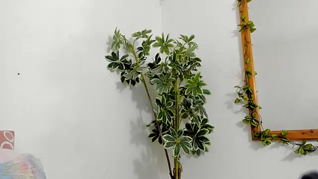 BonnieCute  online show from December 17, 2025, 12:15 am