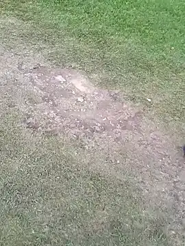 sophie banger online show from November 5, 2025, 8:34 pm