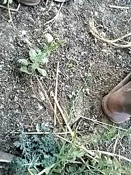 Snapshot of jellydicks chatting on February 8, 2026, 10:57 am jellydicks online show from February 8, 2026, 10:57 am