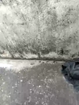 Snapshot of jellydicks chatting on February 14, 2026, 6:46 am jellydicks online show from February 14, 2026, 6:46 am