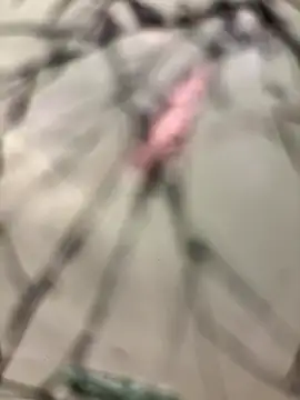 lescro95  online show from December 14, 2025, 3:28 pm