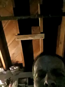 Snapshot of Whipit323 chatting on February 22, 2026, 8:49 am Whipit323 online show from February 22, 2026, 8:49 am