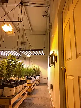 Snapshot of jr91esl chatting on March 2, 2025, 5:20 pm jr91esl online show from March 2, 2025, 5:20 pm