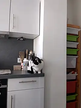 TerrasWildlife online show from March 22, 2025, 9:02 am