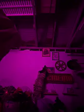 Snapshot of PhattPinxkTaco chatting on February 20, 2026, 2:41 pm PhattPinxkTaco online show from February 20, 2026, 2:41 pm