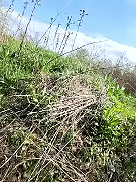 VickyDevilEU online show from April 15, 2026, 1:48 pm