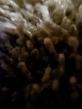 daaarin44 online show from November 1, 2025, 5:36 am