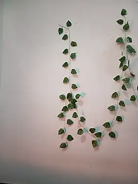 Neha-Bhabhi-Rasily online show from February 18, 2026, 11:17 am