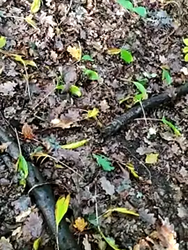 Snapshot of BigLakii@xh chatting on October 13, 2025, 8:16 am BigLakiixh online show from October 13, 2025, 8:16 am