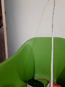 AnkitaDevi online show from January 19, 2026, 11:03 am