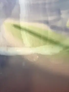 Snapshot of starsaligned chatting on January 7, 2026, 6:24 pm starsaligned online show from January 7, 2026, 6:24 pm