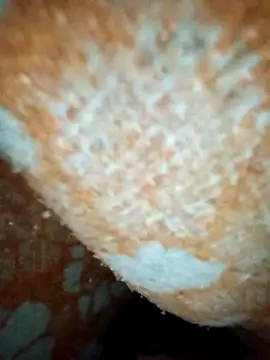 ParousFlow online show from January 19, 2026, 12:42 pm