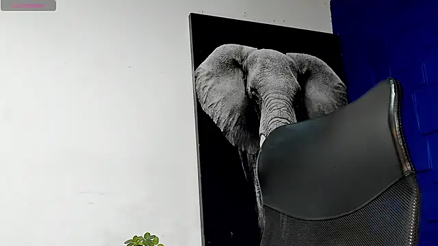 king falconer online show from November 15, 2025, 11:31 pm