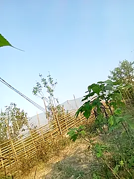 Chubbyhoney1 online show from March 31, 2026, 9:33 am