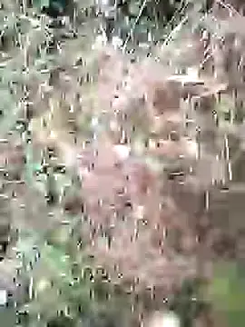 PhamPm70 online show from February 3, 2026, 1:38 am