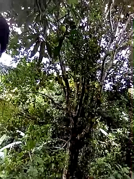 Snapshot of moreno25centimetro chatting on February 4, 2026, 2:01 pm moreno25centimetro online show from February 4, 2026, 2:01 pm