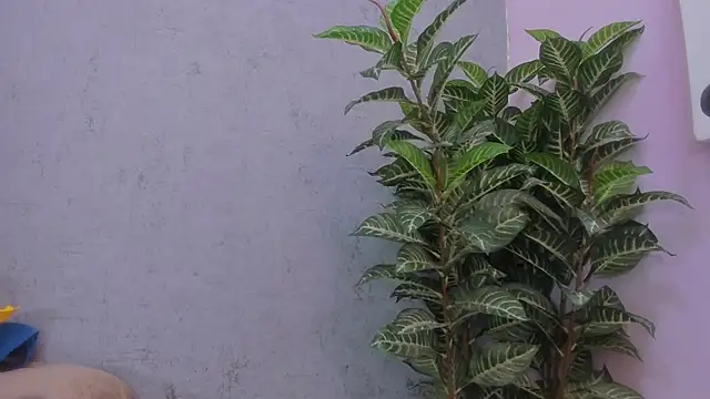 scarlett646 online show from November 29, 2025, 3:06 am