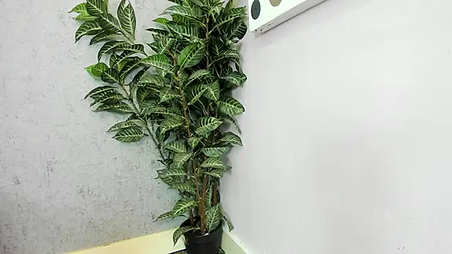 scarlett646 online show from February 26, 2026, 3:06 am