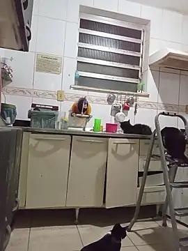 dinho carioca online show from March 26, 2026, 4:00 am