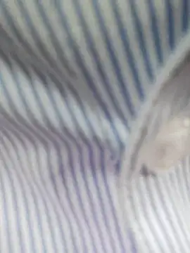 bingxin- online show from December 19, 2025, 5:21 am