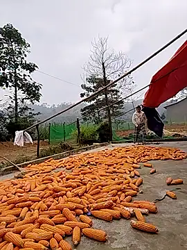 Tin tanny online show from November 24, 2025, 2:11 am