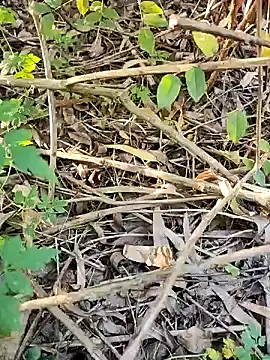 telugumodda4396 online show from October 21, 2025, 1:05 am