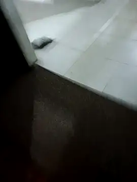 Snapshot of MonasticCanine chatting on February 10, 2026, 10:03 am MonasticCanine online show from February 10, 2026, 10:03 am