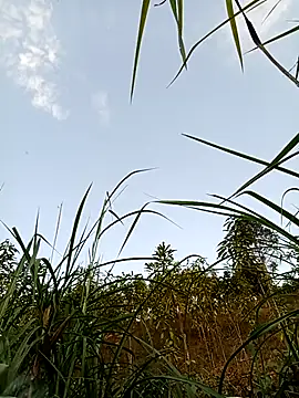 -Chua-90 online show from February 21, 2026, 10:17 am