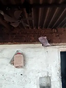 Snapshot of Babita_Gori chatting on April 15, 2026, 11:38 am Babita Gori online show from April 15, 2026, 11:38 am