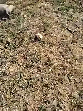 88zaifkhan88 online show from January 6, 2026, 4:27 am